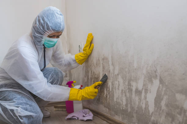Best Emergency Mold Remediation in Bonnetsville, NC