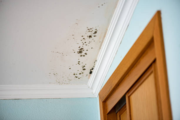 Best Post-Flood Mold Remediation in Bonnetsville, NC