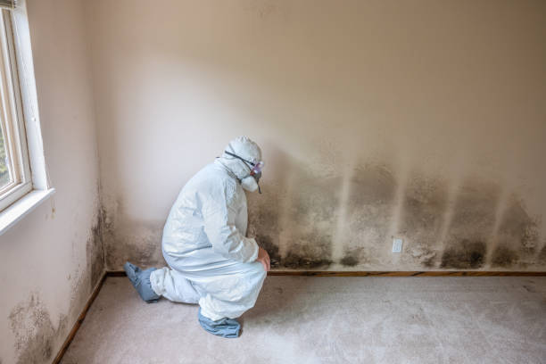 Best HVAC Mold Remediation in Bonnetsville, NC