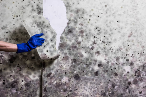 Best Residential Mold Remediation in Bonnetsville, NC