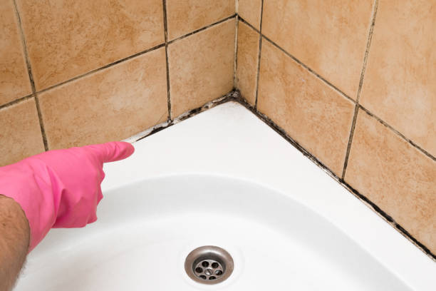 Best Mold Remediation for Schools in Bonnetsville, NC